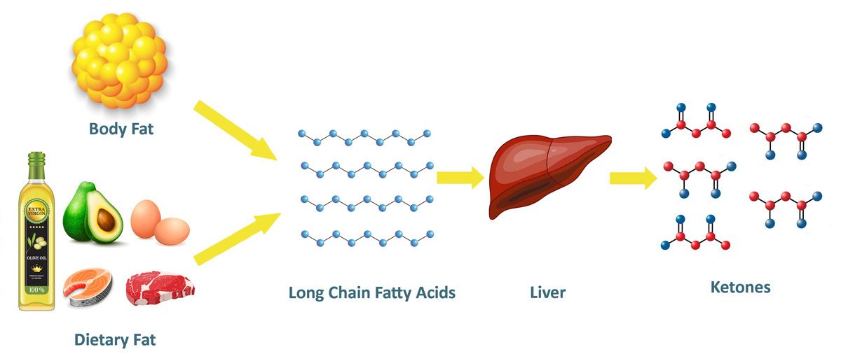 Nutritional ketosis - how foods are converted to Ketones in the Keto Diet